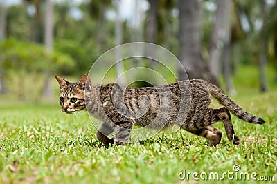 Stray Cat Walking in Long Grass