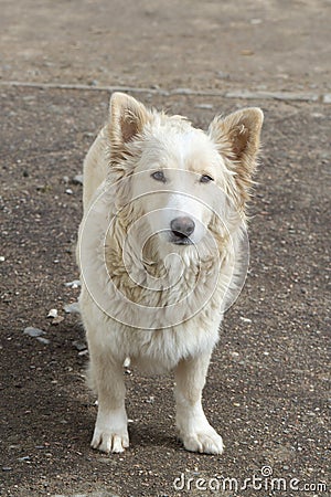 A stray dog ​​on the street