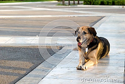 A stray dog lying on the sidewalk