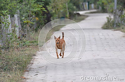 Stray Dog on a Track