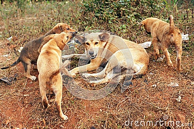 Stray mother dog and pups