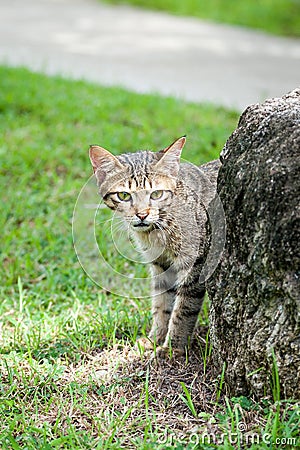 Stray Tabby Cat Hiding Behind a Rock Near a Path