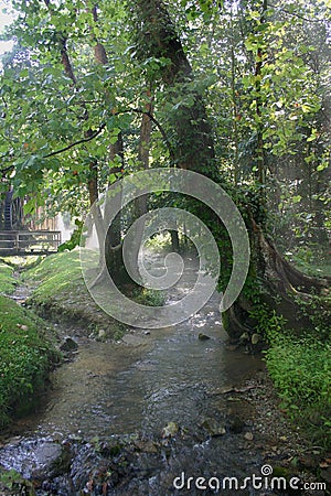 Stream in leafy green forest