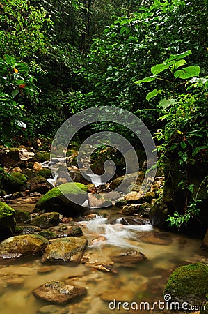 Stream in a tropical forest