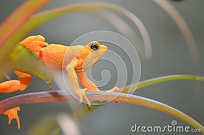 Stretching golden frog 4