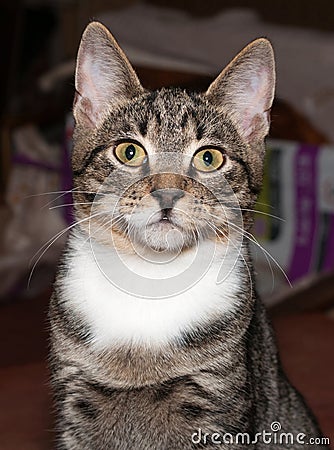 Striped gray kitten with yellow eyes