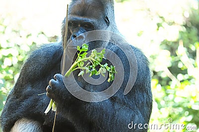 Strong Adult Black Gorilla