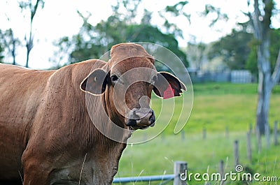 A strong robust young Australian Brahman beef bull