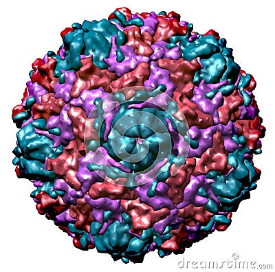 Structure of cold virus