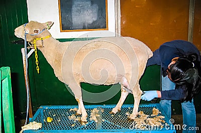 Student grooming a domestic sheep