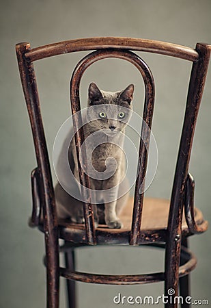 Russian Blue Cat Portrait