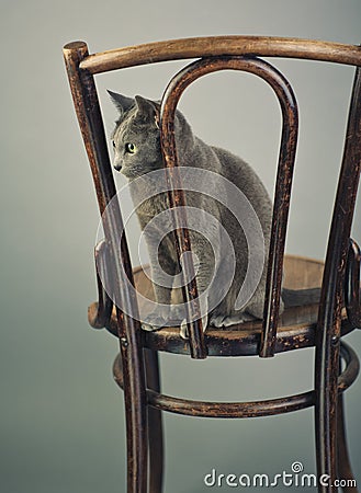 Russian Blue Cat Portrait