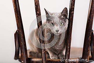 Russian Blue Cat Portrait