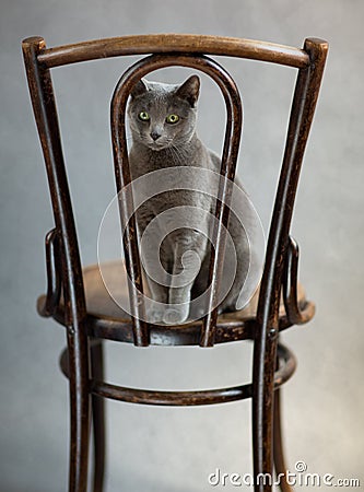 Russian Blue Cat Portrait