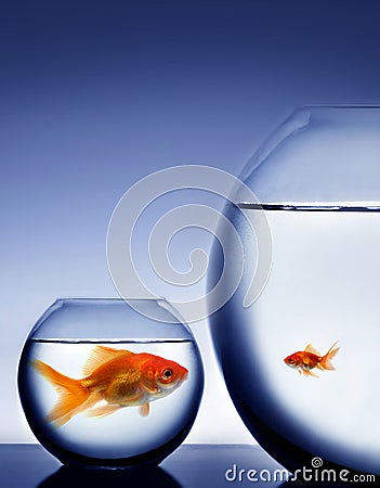 Studio shot of a fish in bowl