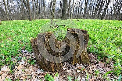 Stump tree in spring forest