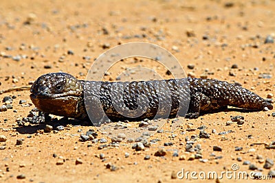 Stumpy tailed lizards (Tiliqua rugosa) abound in rural Australia