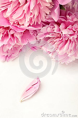 Stunning pink peonies and one petal on white background