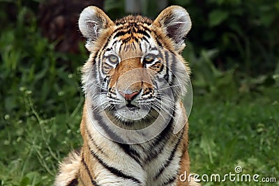 Stunning Tiger Cub