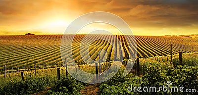 Stunning Vineyard Sunset