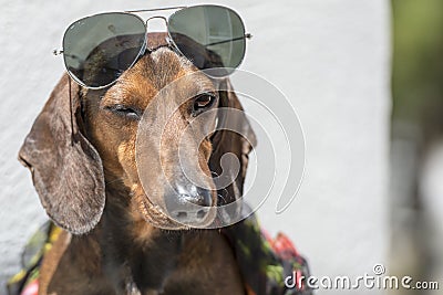 Stylish Dog with Sunglasses Winks