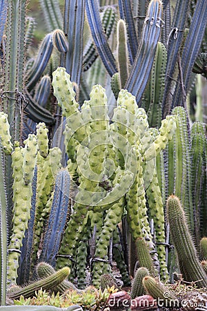 Succulent plant cactus