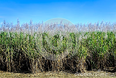 Sugar Cane in Bloom