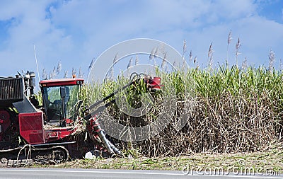 Sugar cane cutting