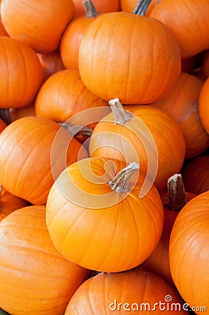 Sugar Pie Pumpkins