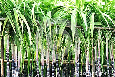 cash crops of pakistan essay download free cash crops of pakistan essay download free