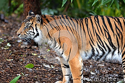 Sumatran Tiger