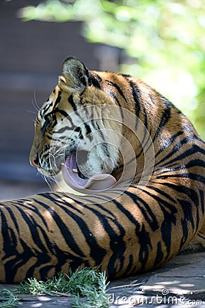 Sumatran Tiger