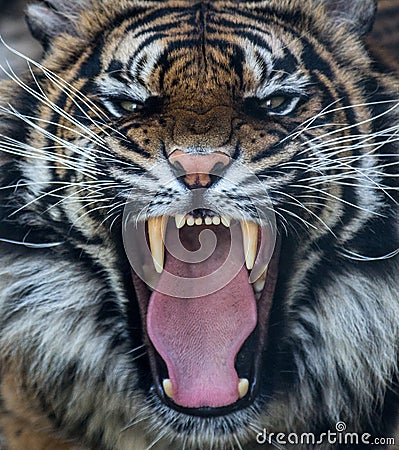 Sumatran tiger roar