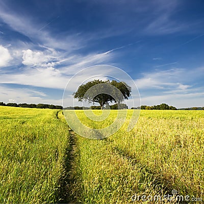 Summer landscape with tree and path
