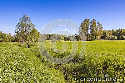 Summer meadow with green grass and trees