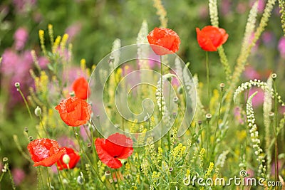 Summer meadow with red poppies