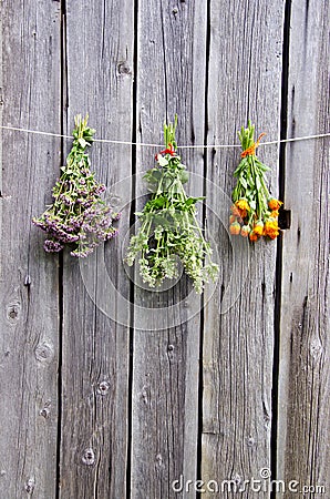 Summer medical herbs bunches on wooden wall