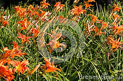 Summer orange daylily in blossom