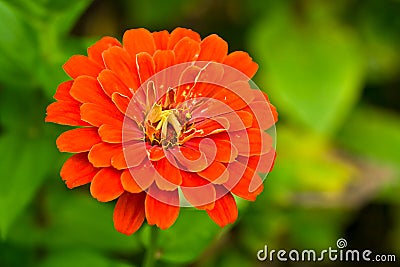 Summer red flower