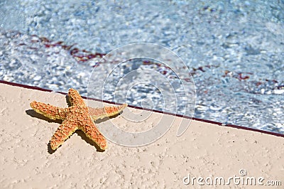 Sun bathing star fish