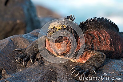 Sunbath of a Marine iguana