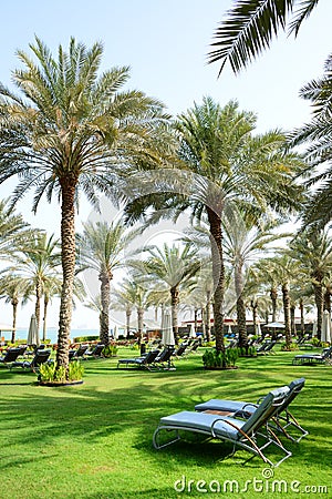 Sunbeds on the green lawn and palm tree shadows in luxury hotel