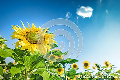 Sunflower against a blue sky