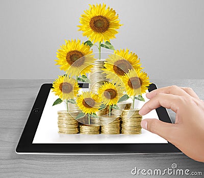 Sunflower and coins Money growth concept