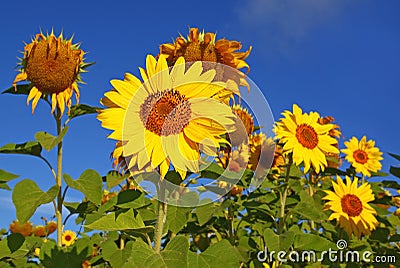 Sunflower on the field