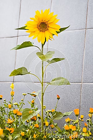 Sunflower grew among the flowers of marigolds