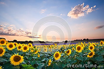 Sunflower Summer Sunset landscape with blue skies