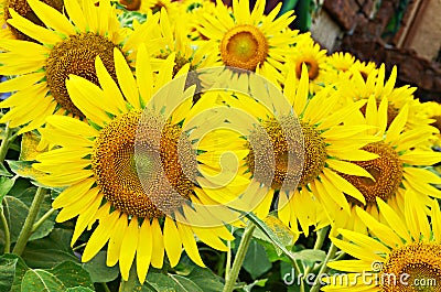 Sunflower