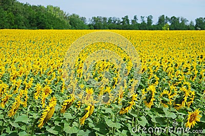 Sunflowers