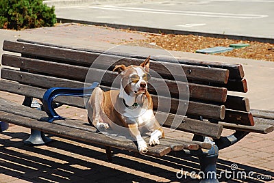 Sunglasses for a dog